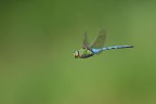 Anax imperator Anax imperator