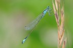 Ischnura Elegans
