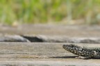Scaled