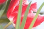 tulipano tulipano
