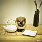 Siamese Cat on Table Siamese Cat on Table