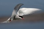 Artic tern flying Artic tern flying