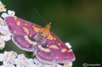 Pyrausta purpuralis Pyrausta purpuralis
