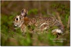 Sylvilagus floridanus