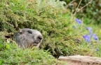 Marmotta Marmotta