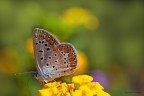 farfallina