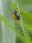 Clytra quadripunctata Clytra quadripunctata
