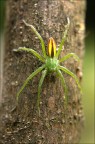 beccato ieri nei campi e fotografato a mano,scarsa luce e lenti addizionali...