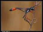 Ammophila procera... Ammophila procera...