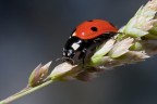 Coccinella Coccinella