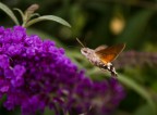 La sfinge del gallio  conosciuto anche col nome farfalla sfinge o sfinge colibr.
Vola nei mesi caldi dell'anno e si posa solo per riposare dopo il crepuscolo, ben nascosta dalla vegetazione. 
Passa con estrema rapidit da un fiore all'altro senza mai posarsi: resta in volo librato su di essi per pochi secondi (da 3 a 10 circa) battendo velocemente le ali ad una frequenza di circa 200 volte al secondo e protendendo la lunga spirotromba verso i fiori per suggere il nettare.


Che dite? :)