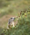 Marmotta # 2 Marmotta # 2