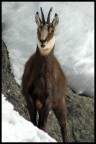 ....camoscio.. ....camoscio..