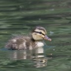 altro anatroccolo altro anatroccolo