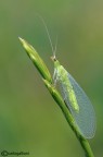 Chrysopa Chrysopa