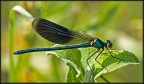 Calopteryx splendens... credo Calopteryx splendens... credo
