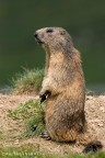 marmotta marmotta