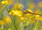 Libellula ambientata Libellula ambientata