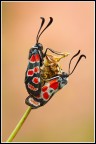 Zyganea carniolica Zyganea carniolica