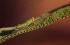 ...Salvia...!!!