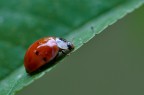 Coccinella Coccinella