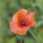 prima che finisca giugno... prima che finisca giugno...