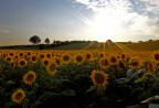 Girasoli a Chiarino Girasoli a Chiarino
