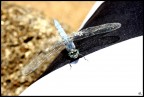 Libellula Libellula