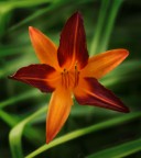 stella stellina stella stellina