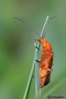 Rhagonycha fulva Rhagonycha fulva