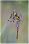Sympetrum Sympetrum