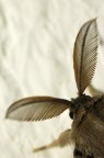 Falena Falena