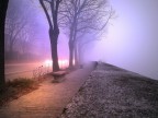 Viale nebbioso Viale nebbioso