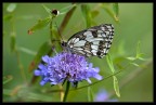 Melanargia galathea Melanargia galathea