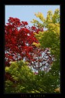 RED_&_GREEN RED_&_GREEN