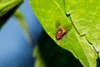 mosca mosca