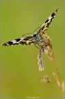 Melanargia galathea che si crede un rapace Melanargia galathea che si crede un rapace