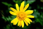 Fiore Fiore