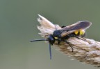 andrena.