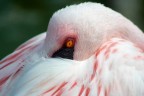 Fenicottero rosa Fenicottero rosa