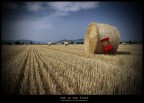 red in the field