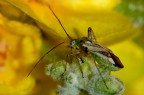 bollicina
