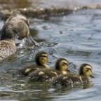 in fila per tre in fila per tre