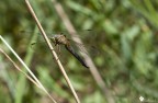 Orthetrum Coerulescens (femmina) Orthetrum Coerulescens (femmina)