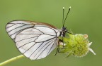 Pieride del biancospino (Aporia crataegi) Pieride del biancospino (Aporia crataegi)