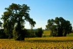 Un mare di girasoli Un mare di girasoli