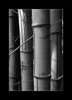 Bamboo Bamboo
