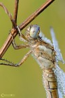 primo piano di orthetrum brunneuj primo piano di orthetrum brunneuj