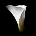 Il Giglio del Nilo Il Giglio del Nilo