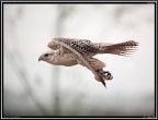 Falco Pellegrino # 1 - Esibizione di Falconeria Falco Pellegrino # 1 - Esibizione di Falconeria